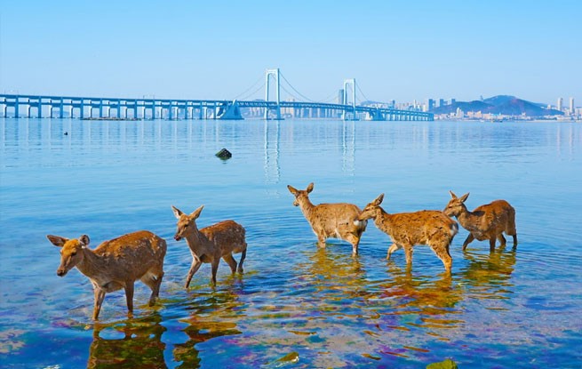 辽宁大连：野生梅花鹿现身金沙滩海域