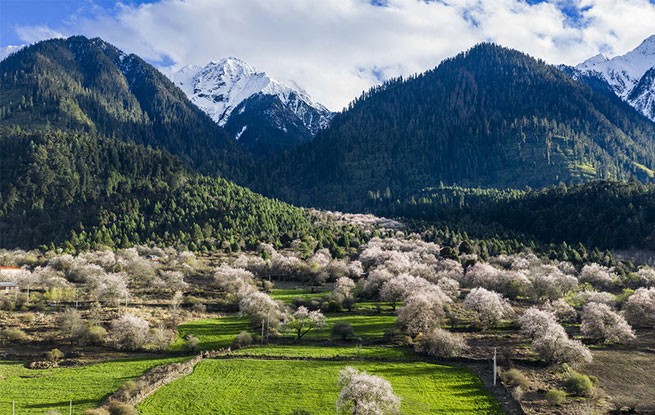西藏波密：雪域桃花漫山谷