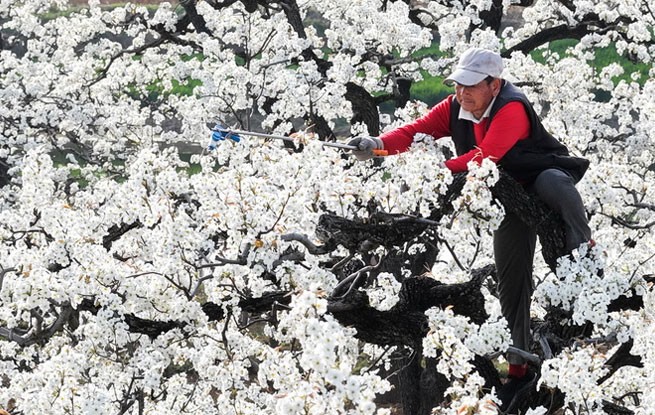 山东枣庄：梨花开 授粉忙