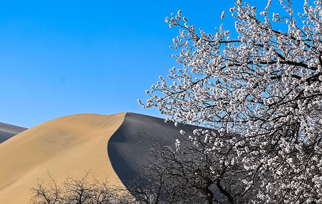 甘肃敦煌：鸣沙山下杏花开