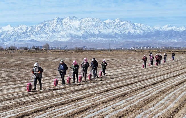 甘肃民乐：茴香种植促增收