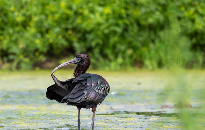 四川洪雅：生态好 彩鹮来