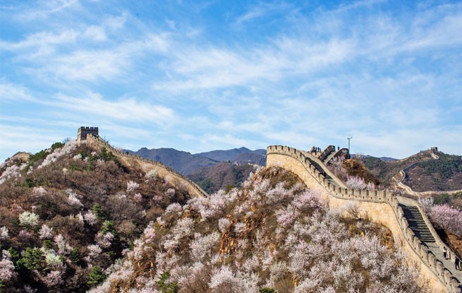 北京：八达岭长城山花绽放