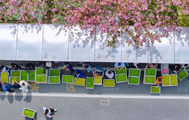 浙江长兴：春茶交易