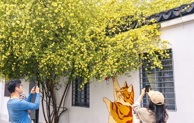 江苏苏州：木香花开