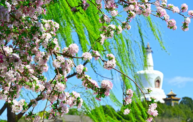 北京北海公园海棠花开