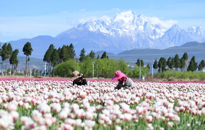 云南丽江：精心管护郁金香
