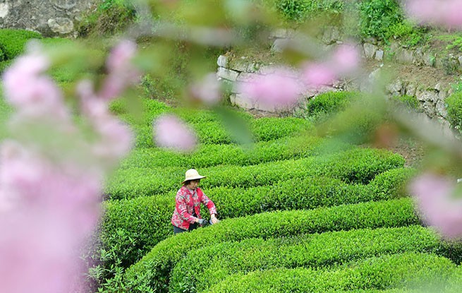 湖北秭归：春茶采摘忙