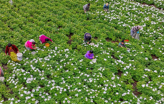 安徽亳州：中药材产业拓宽增收路