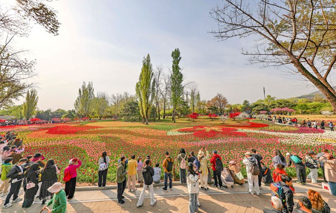 北京：郁金香迎来盛花期