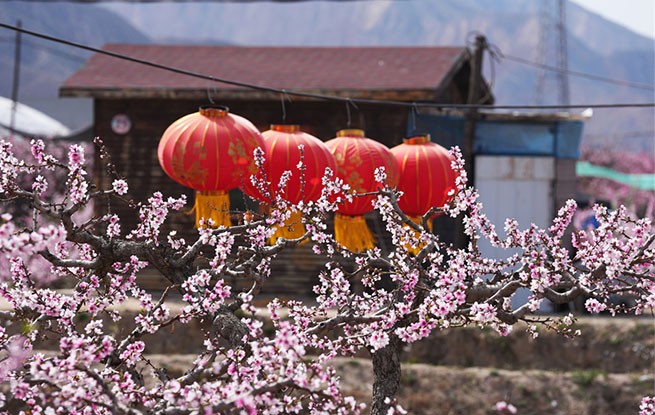 高原桃花次第开