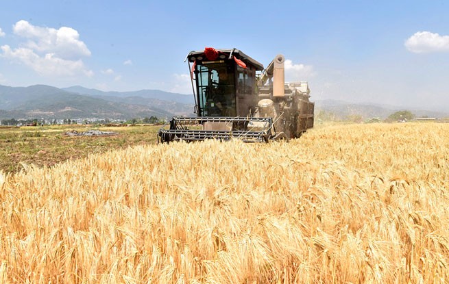 云南巍山：抢收大麦