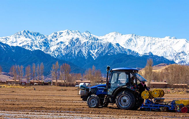 甘肃民乐：豌豆种植忙