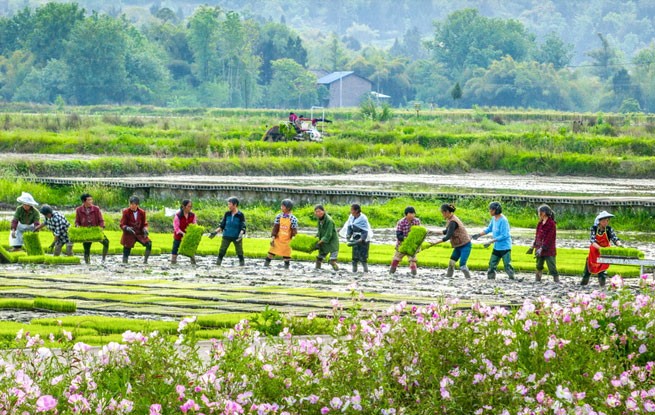四川广安：春风赴谷雨 沃野绘耕图