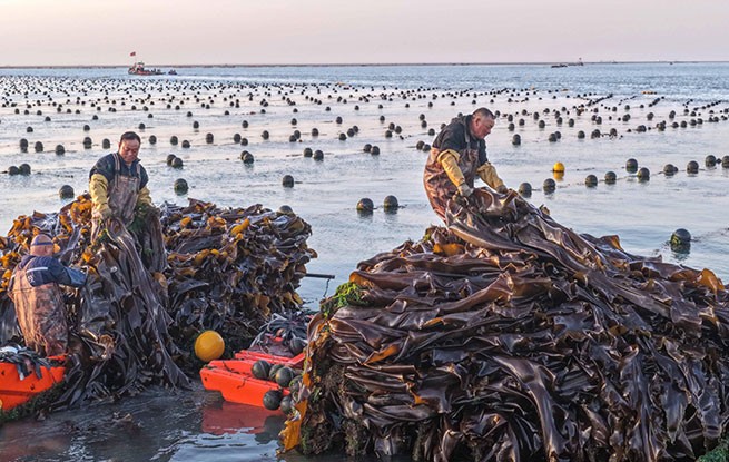 山东荣成：海带丰收