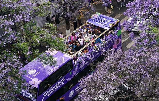 云南昆明：蓝花楹盛放扮靓城市