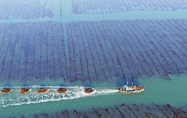 山东荣成：18万亩海带进入集中收获期