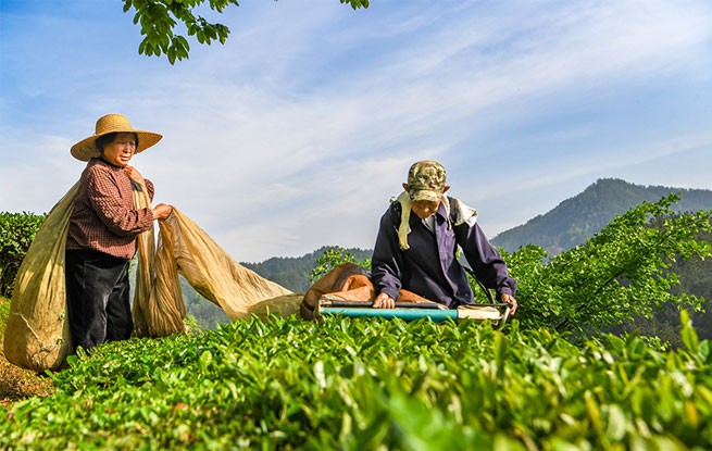 湖北英山：机采春茶