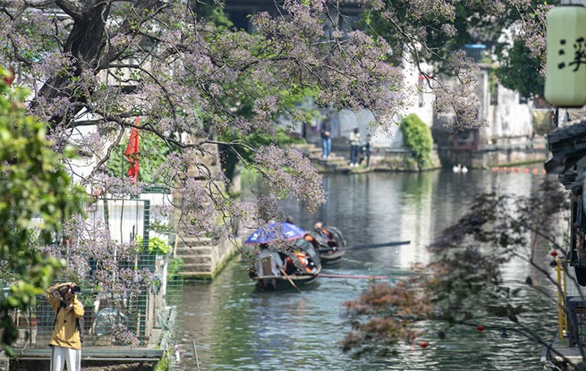 浙江绍兴：苦楝花开引客来 千年古城添诗意