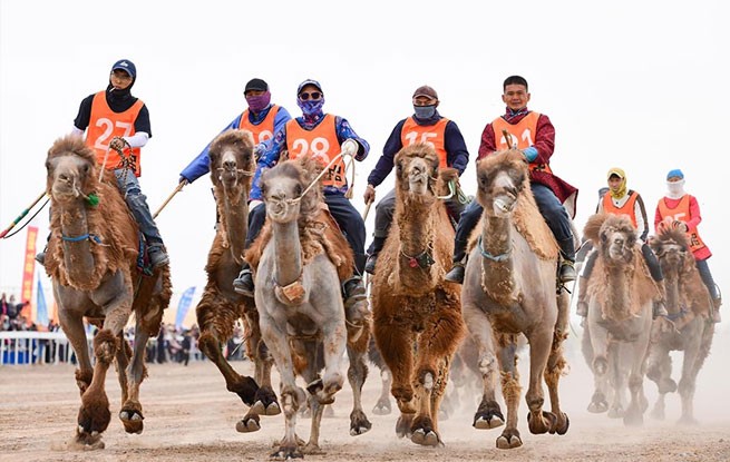 内蒙古阿拉善：戈壁大漠上的文旅盛会