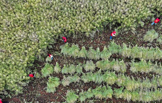 四川仁寿：田间助农服务队