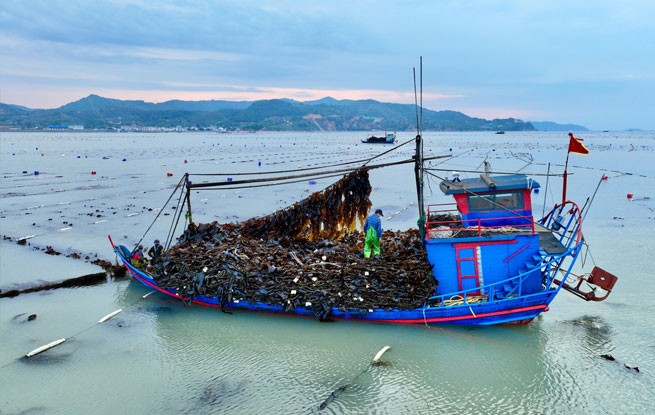 “海上粮仓”——福建霞浦迎来海带丰收季