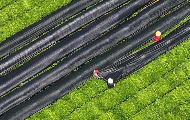 江西泰和：茶树穿上“防晒衣” 