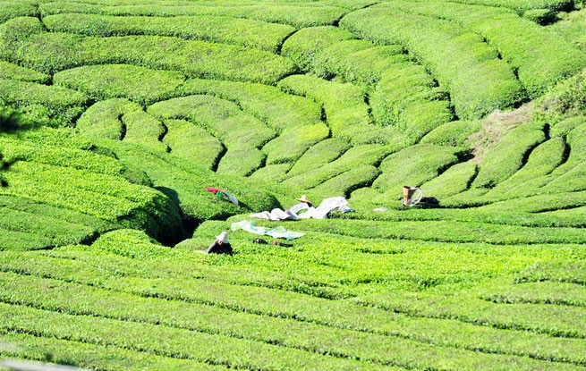 湖北宜昌：立夏至 采茶忙