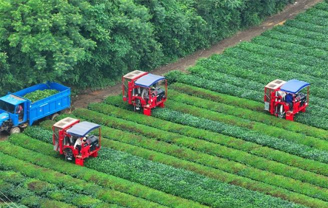 智能采茶机采收夏茶