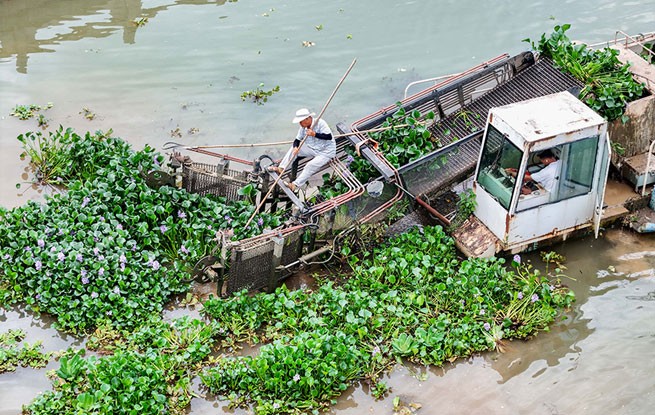 广西贺州：清理水草 守护河道