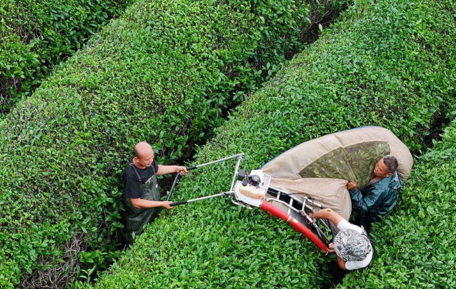 浙江东阳：抹茶基地采摘忙