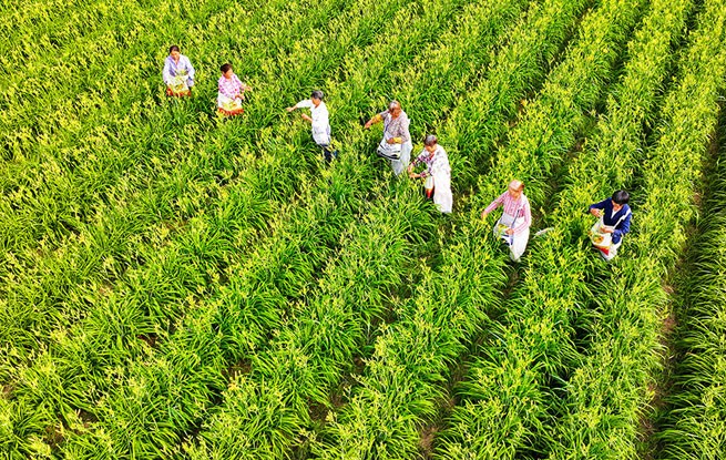 四川阆中：黄花绽放致富路