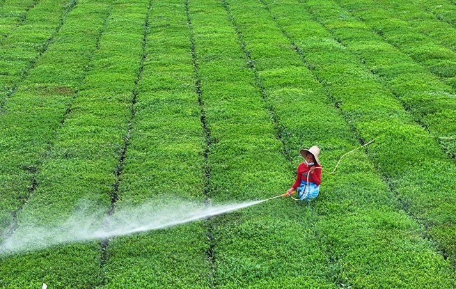 江西泰和：夏茶管护