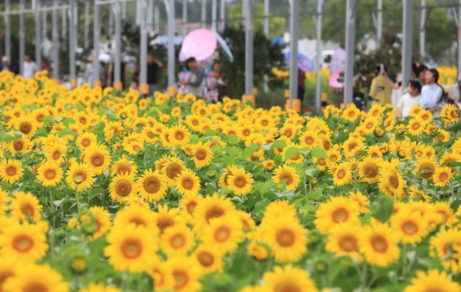 安徽淮北：芬芳夏日葵花开