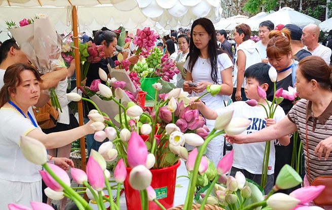 江苏苏州：桃花坞“荷花市集”人气旺