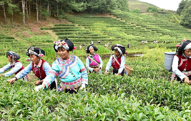 云南巍山：高山生态茶开采