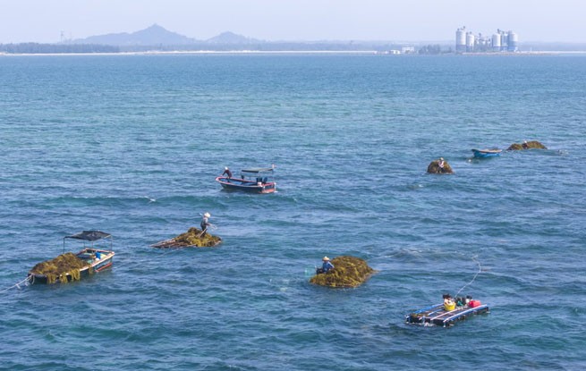 海南琼海：采集海藻 清洁海洋