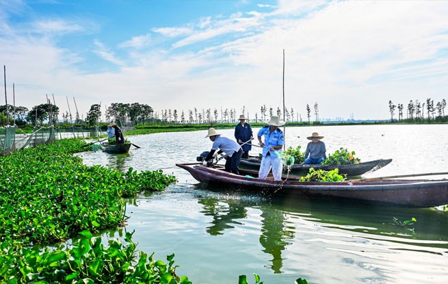 湖北浠水：策湖清漂护碧水