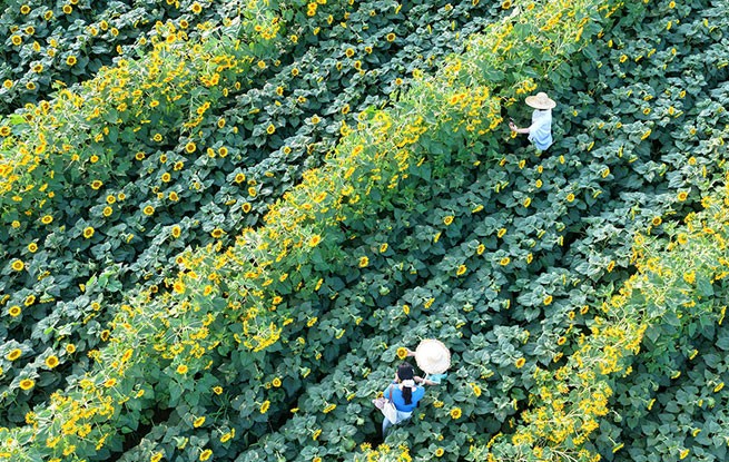 河南济源：油葵绽放