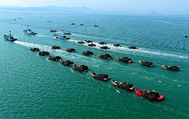 山东荣成：采收海带
