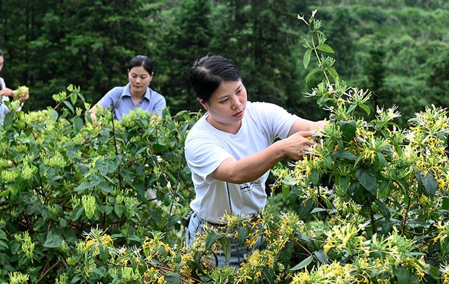 湖南洞口：采摘金银花