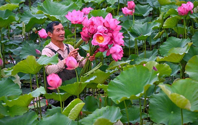 四川仁寿：采收荷花