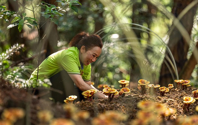 重庆：灵芝管护正当时