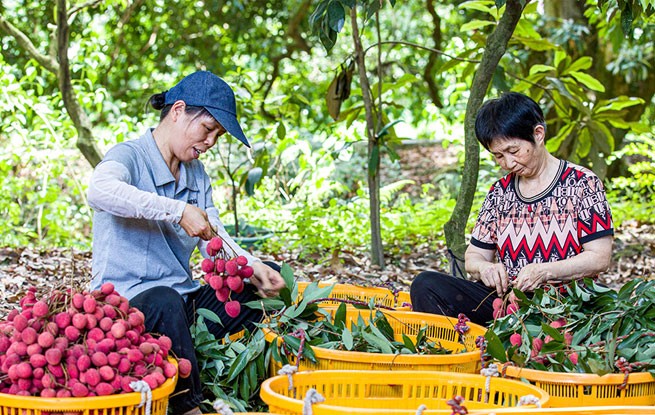 福建永春：荔枝丰收采摘忙