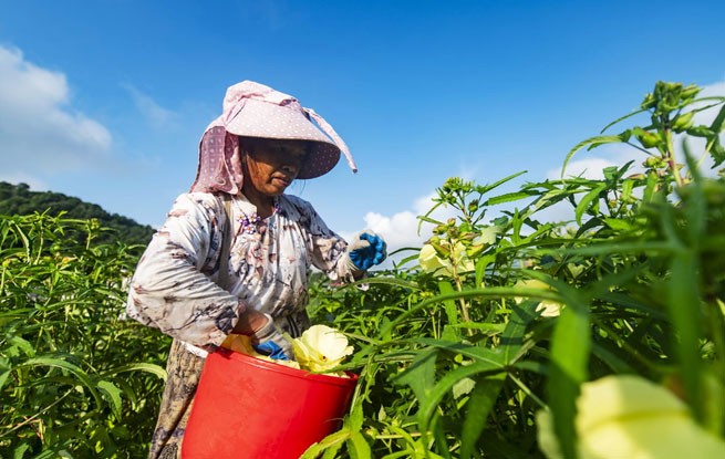 贵州从江：黄蜀葵丰收