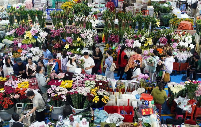 云南昆明：斗南花卉市场人气旺