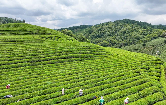 贵州开阳：茶园管护
