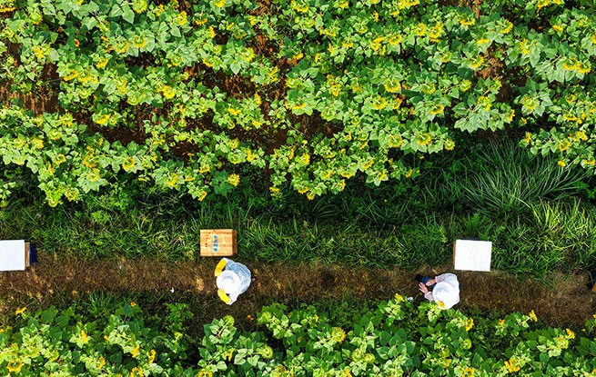贵州黔西：种花养蜂助农增收