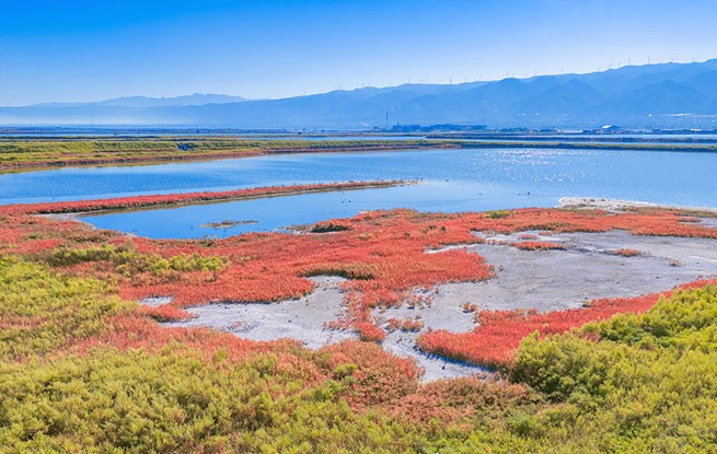 山西运城：盐湖湿地碱蓬草灿若红霞