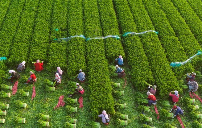 山东广饶：收获芹菜